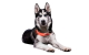 Bestsellers dog Sports