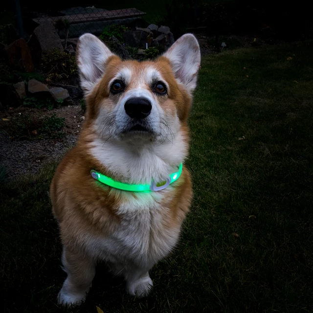 Światło LED dla psa Petsaber Maxi do obroży